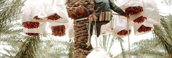 hayward phoenix manual