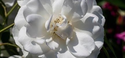 cardigan to aberystwyth bus timetable pdf